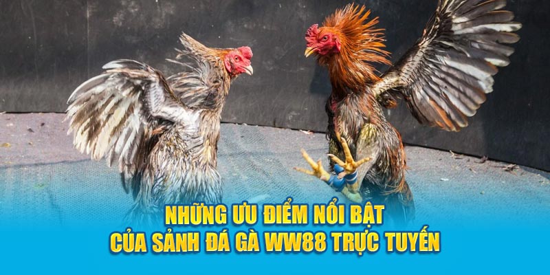 nhung-uu-diem-noi-bat-cua-sanh-dá-gà-ww88-truc-tuyen
